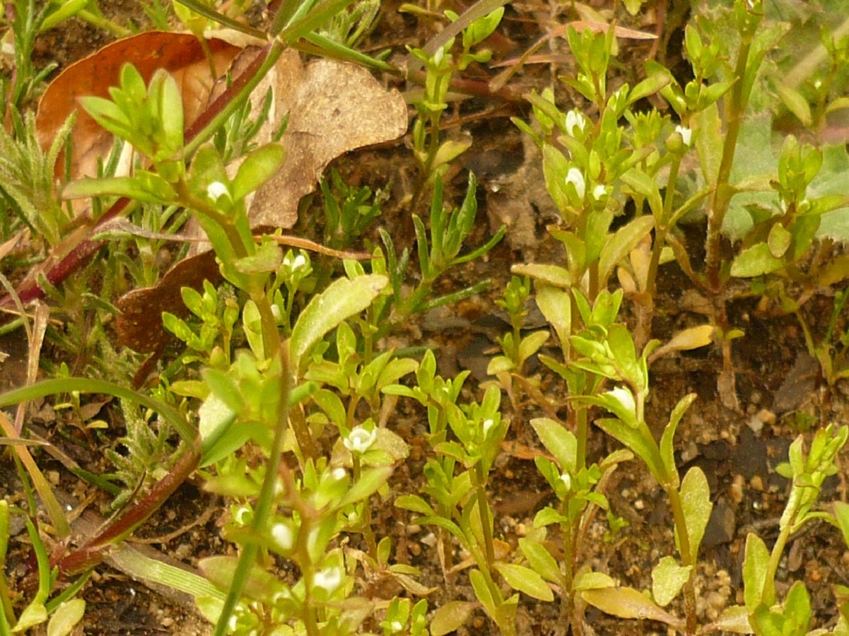Veronica peregrina (Plantaginaceae)